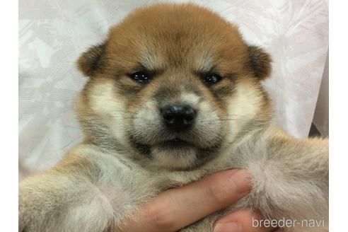 成約済の山口県の柴犬-197204の2枚目